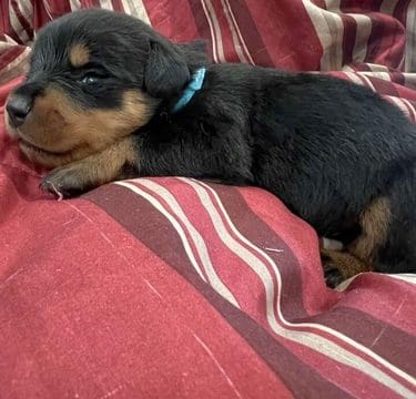 Rottweiler Puppies AKC