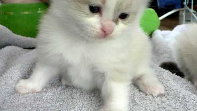 Ragdoll kitten