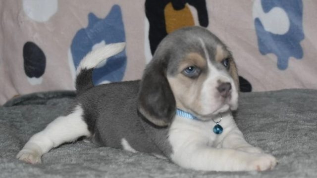 Blue,white&tan puppies beagle.