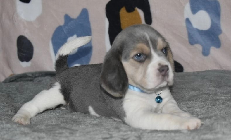 beagle-dogs-for-sale-bluetan-beagle-puppies-rugby-e