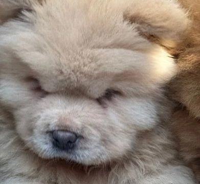 1 left Lilac Platinum KC Chow Pups Rainbow Litter