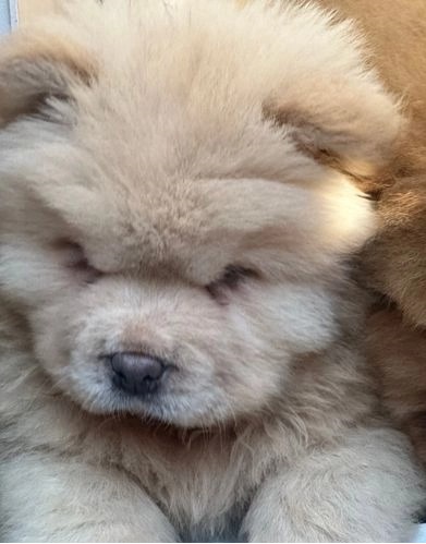 chow-chow-dogs-for-sale-1-left-lilac-platinum-kc-cq