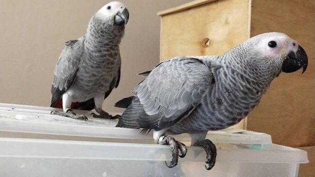 African Grey Parrots