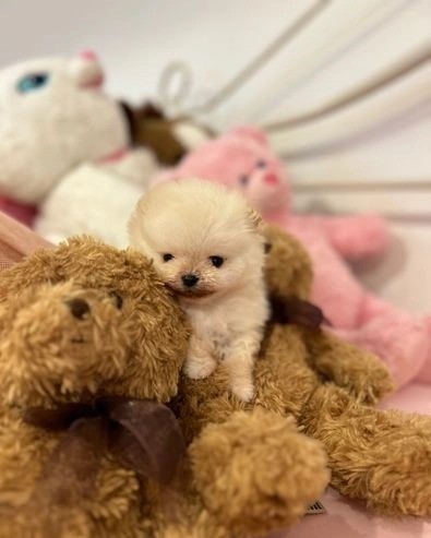 pomeranian-dogs-for-sale-kc-tiny-boy-ready-to-leav2