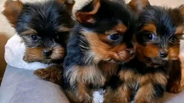 Yorkie puppies