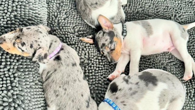 Adorable Rat Terrier Puppies for Adoption