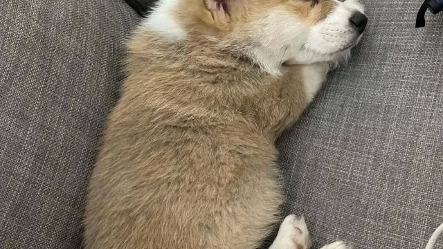 Corgi Puppies for Adoption