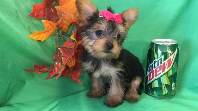 Teacup Yorkie Puppies For Adoption