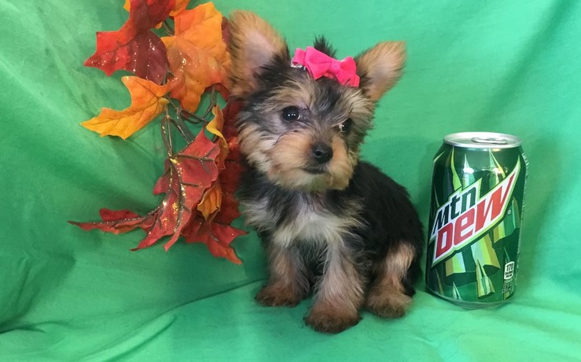 Lily-Female-Yorkie-10