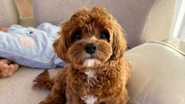 Blessed Cavapoo Pups
