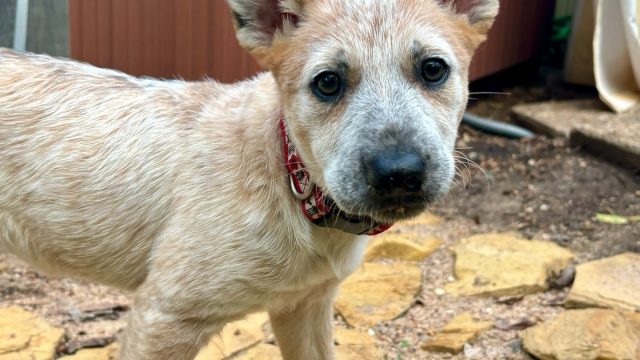 ADORABLE PUREBRED RED HEELER PUPPY AVAILABLE