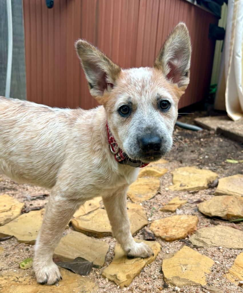 texascattledogrescue-20250520-0003