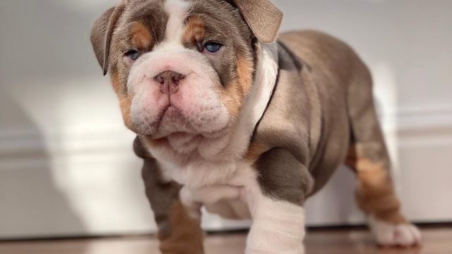 Quality Male and Female English bulldog puppies