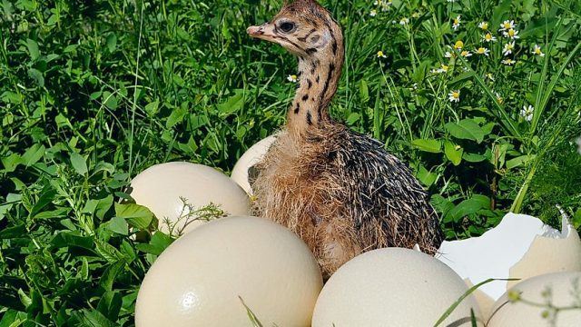 Ostrich chicks and eggs Available