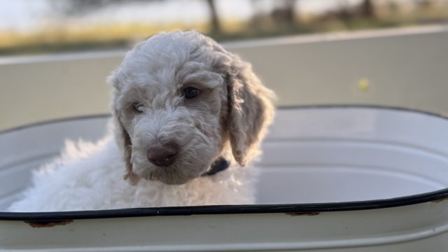 Puppy’s