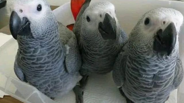 African Grey Parrots