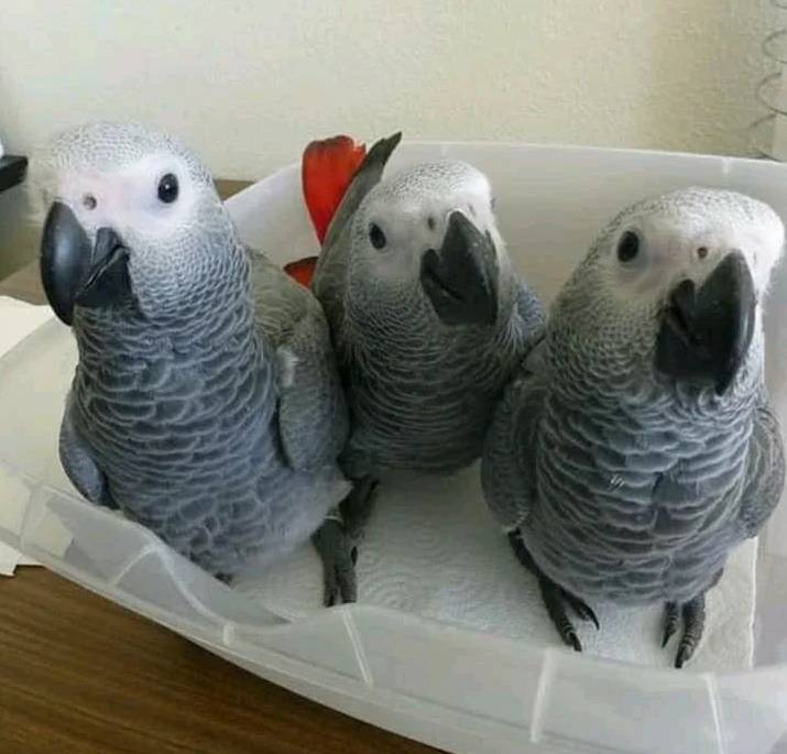 parrot-postings-9