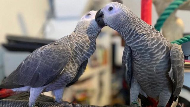 African Grey Parrot