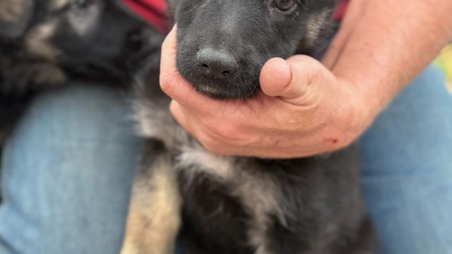 German Shepherds