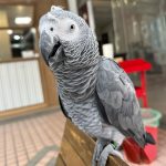 Make This Christmas Merry with an African Grey!”