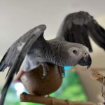 Your Feathered Christmas Miracle – African Grey Parrot”