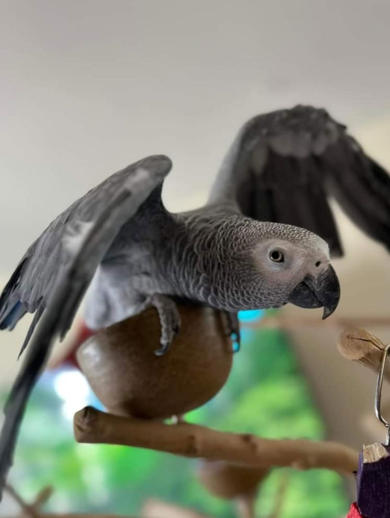 Your Feathered Christmas Miracle – African Grey Parrot”