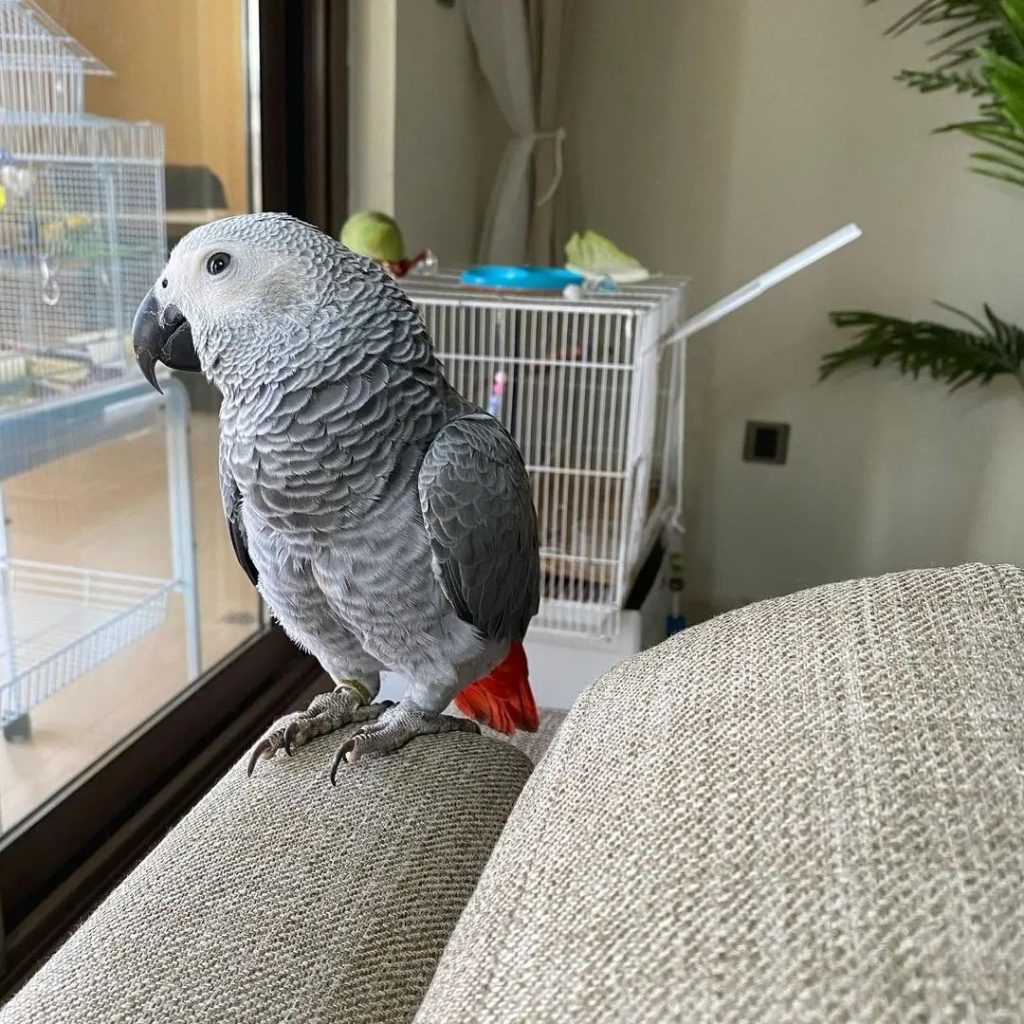 Cuddle, Chat & Cheer – African Grey for Christmas Joy!”