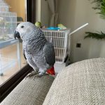 Cuddle, Chat & Cheer – African Grey for Christmas Joy!”