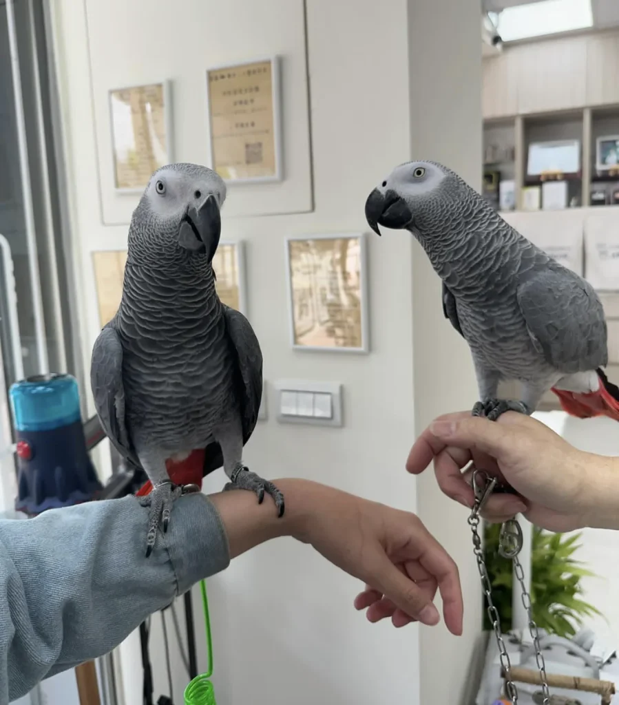 Talkative African Grey – A Christmas Gift That Speaks!”