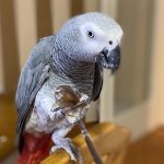 Let an African Grey Sing You Christmas Songs!”