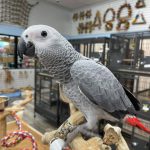 Brighten Your Holidays with a Smart, Loving Parrot!”