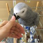 Looking for the Perfect Gift? Meet Our African Greys!”