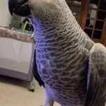 A Parrot That Says ‘Merry Christmas!’ – Literally!”
