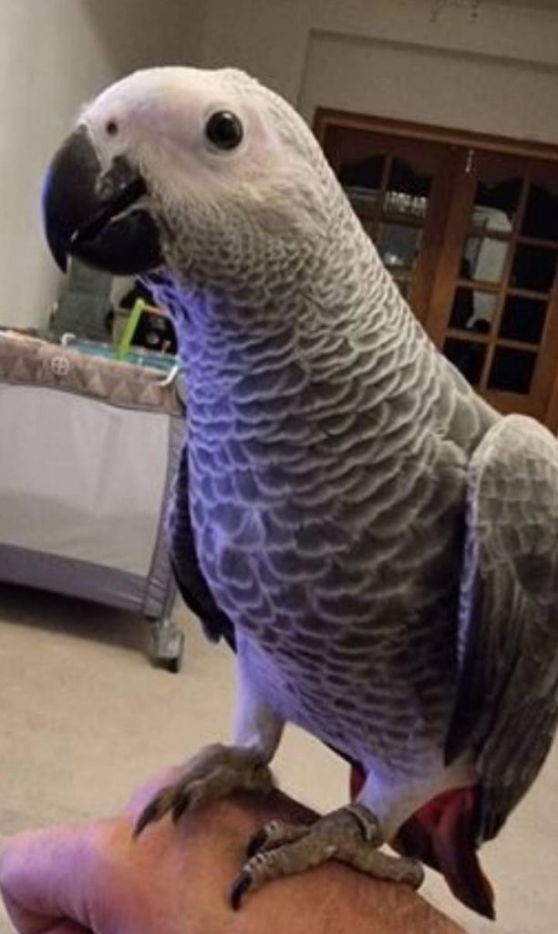 A Parrot That Says ‘Merry Christmas!’ – Literally!”