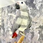 Celebrate with an African Grey – Your New Best Friend!”
