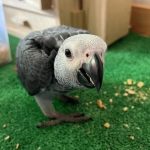 The Gift That Talks Back – African Grey for Sale!”