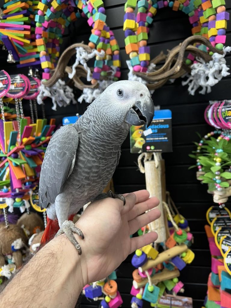 This Christmas, Adopt a Friend for Life!”