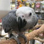 Make Christmas Magical with a Feathered Genius!”