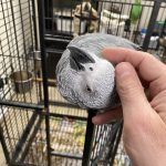 Santa’s Favorite Pet – African Grey Parrot!”