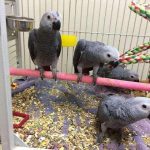 Smart & Charming African Grey Parrot – Your Perfect Christmas Companion!”