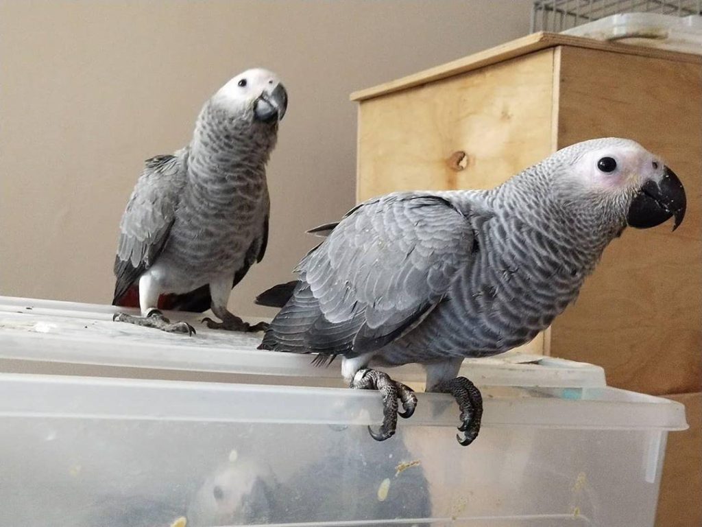 A Feathered Friend for the Festive Season – African Grey for Adoption!”