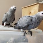 A Little Bird Told Us You Need an African Grey!”