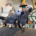Feathers, Fun & Festivity – African Grey for Christmas!”