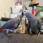 From Our Home to Yours – A Christmas Story of a Loving African Grey”