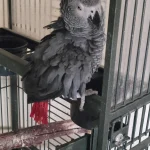 Make This Christmas Merry with an African Grey!”