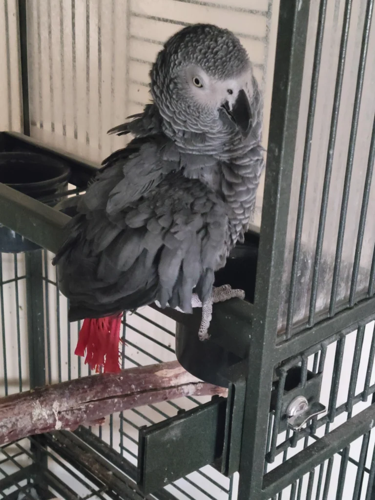 Make This Christmas Merry with an African Grey!”