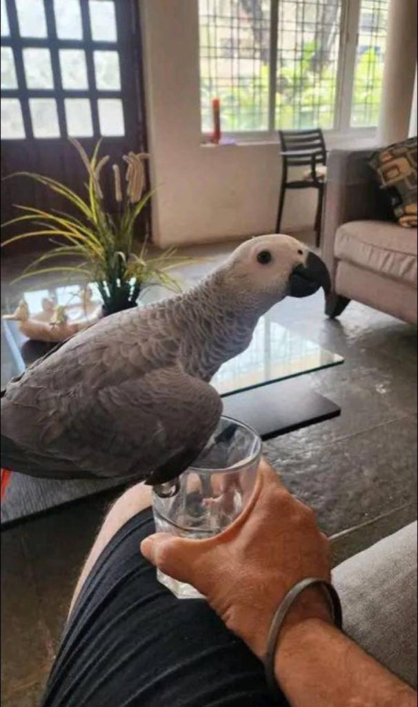 A Christmas Conversation Starter – African Grey Parrot”