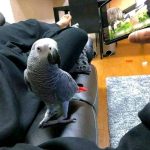 The Gift of Intelligence – African Grey Parrot for Christmas!”