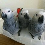 A Talking Christmas Gift You’ll Never Forget – Meet Our African Grey Parrot!”
